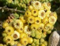 /album/galleria-fotografica/fiore-giallo-jpg/